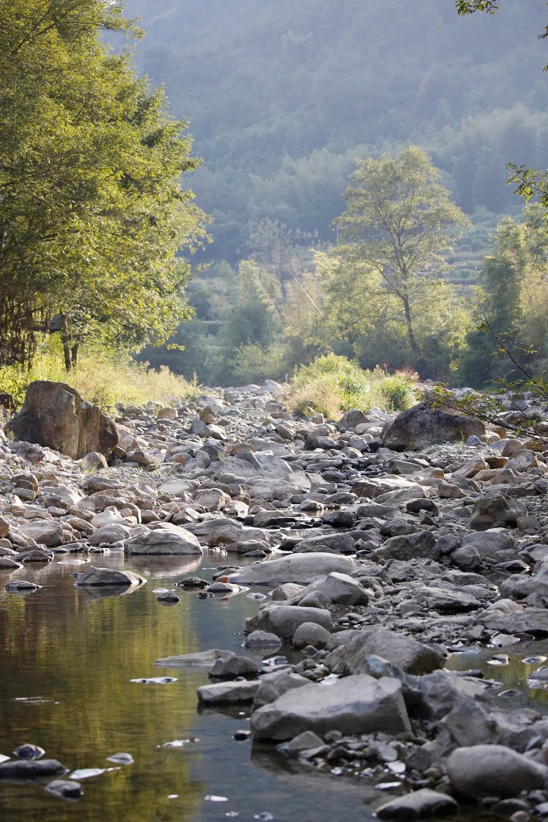 西龙溪畔的竹源榕树下