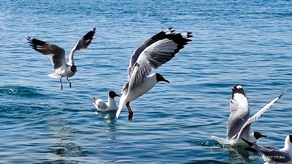 大西北札记,大西北之旅青海湖8月