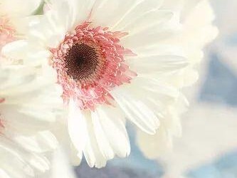 婆婆让我买香水,婆婆叫买香水