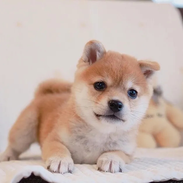 花1w买柴犬,柴犬怎么分辨是土狗