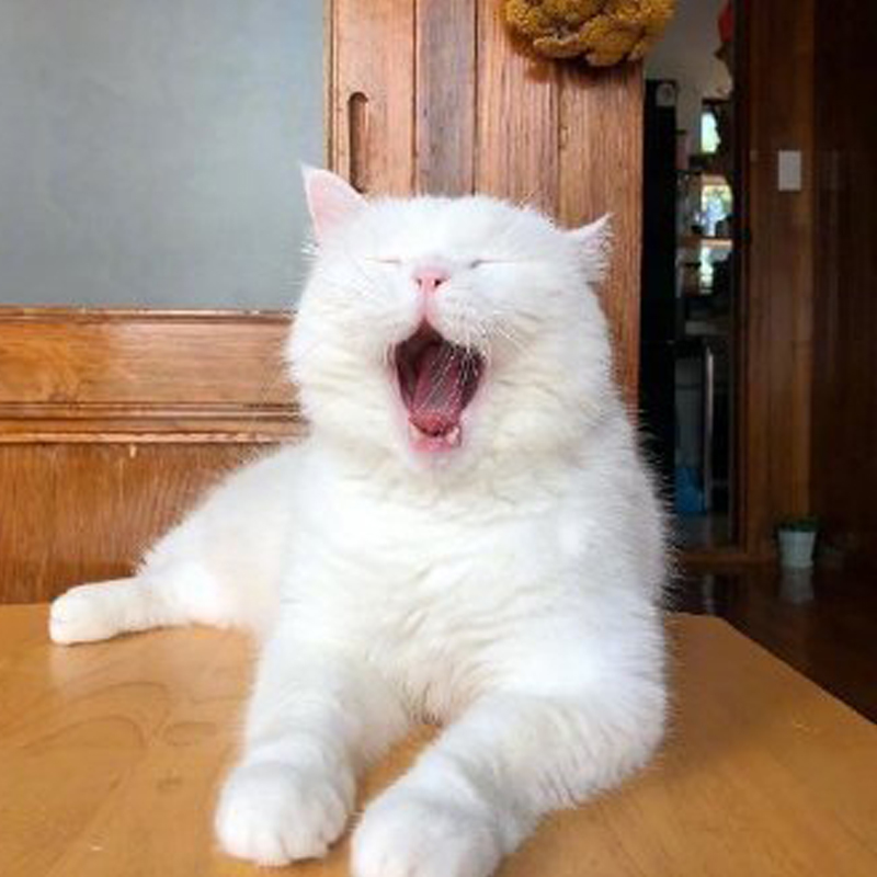 一些可爱又沙雕的文案,一些可爱又沙雕的句子