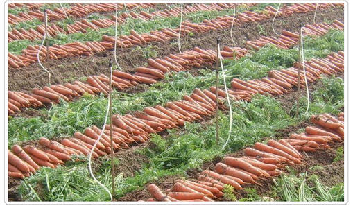 探析日本农业：从8个方面的比较分析，看中日农业差异（上篇）