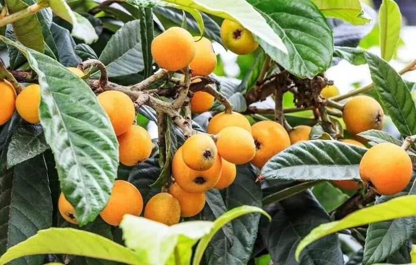 治疗痘痘吃的药,治疗痘痘吃什么水果蔬菜