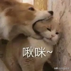 胖橘猫和黑猫,橘猫黑猫白猫哪个最可爱