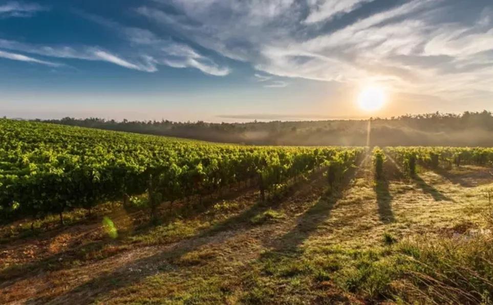 葡萄酒的起源视频,葡萄酒是怎么来的