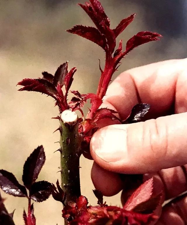 玫瑰月季怎么爆盆,玫瑰怎样爆侧芽