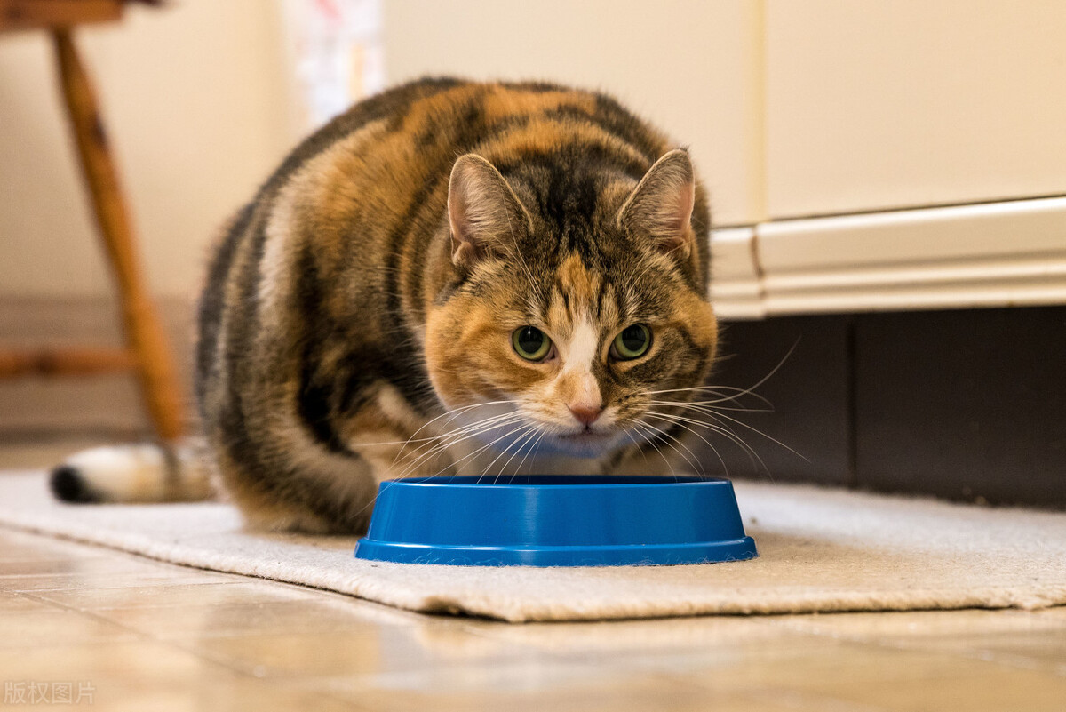 猫咪拉稀怎么快速解决方法,养宠经验猫咪拉屎比较硬