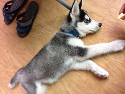 幼犬驱虫药过量会自愈吗,狗狗驱虫后的不良反应怎么处理