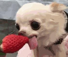 纯种狗怎么来的,怎样培育纯种狗