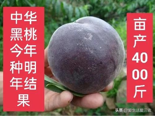 中华黑桃王种植技术,黑桃效益