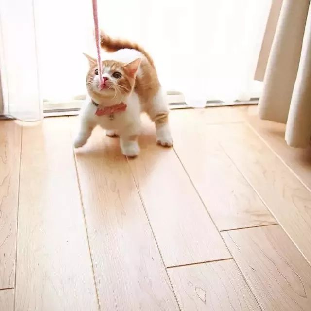 “不行了，我血槽已空，这么萌是怎么长得呢！？”