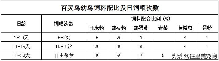 百灵鸟换毛最快的方法,百灵鸟如何换羽