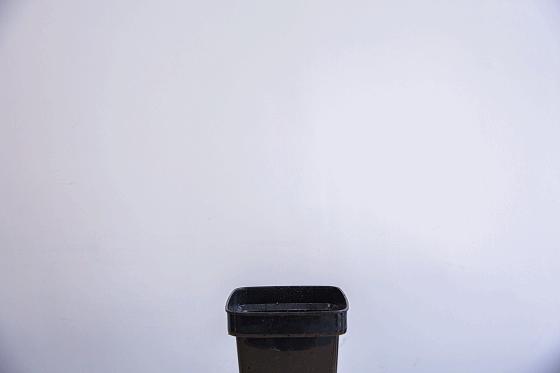 广州最便宜的花卉市场1块钱,广州岭南花卉市场买花攻略