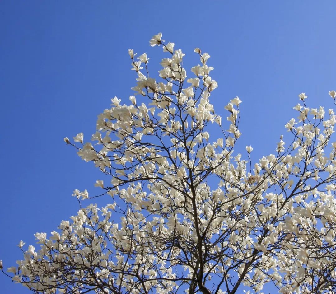 无花果树在庭院内种植有什么寓意,冷杉树长在庭院里风水上有说法吗