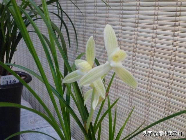 阳台养兰花怎么过夏天,新手养兰选择什么品种的兰花好