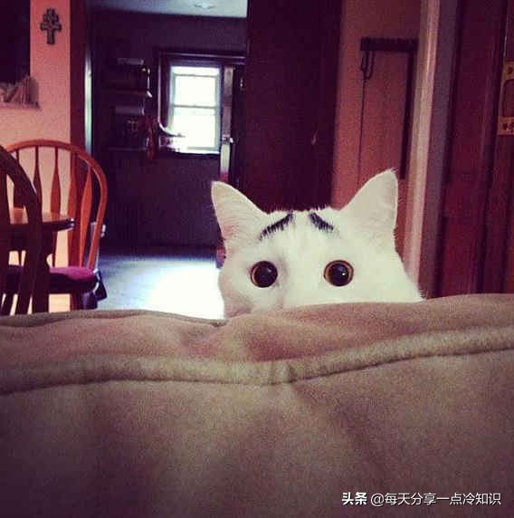 世界上最有名的12只猫咪,世界上十大最可爱的猫咪排名