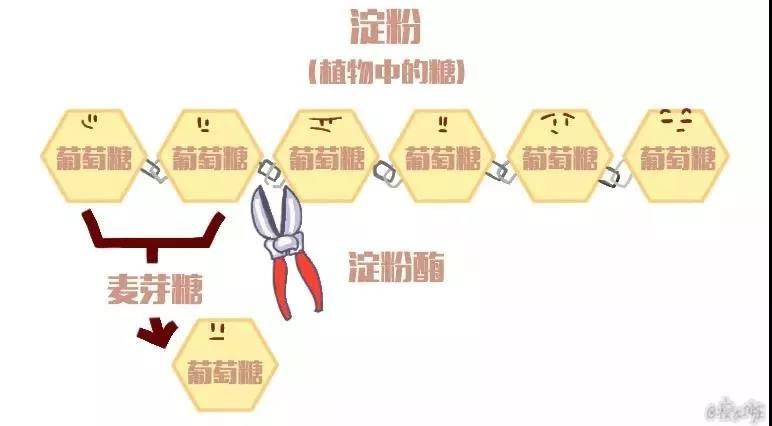 缇庡浗涓撳瀵逛笉鍚冩按鏋滅殑鐪嬫硶,缇庡浗涓撳璇村悆绯栦笉浼氬鑷寸硸灏跨梾
