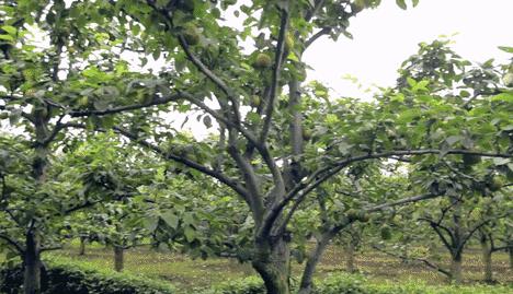 哪种梨最好吃又实惠,最好吃的十款梨