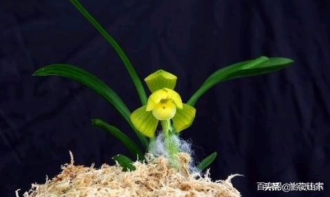 贵州春兰最好的名品兰花,贵州21年兰展精品兰花