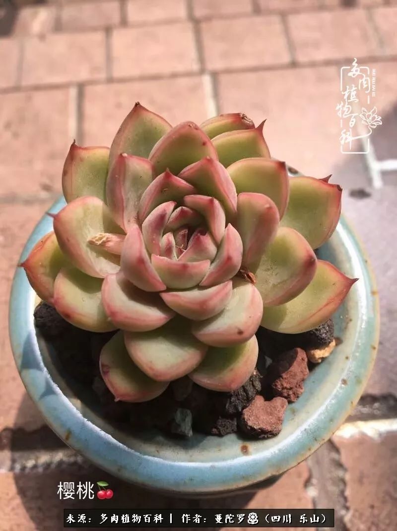 转角遇见多肉,遇见多肉治愈自己