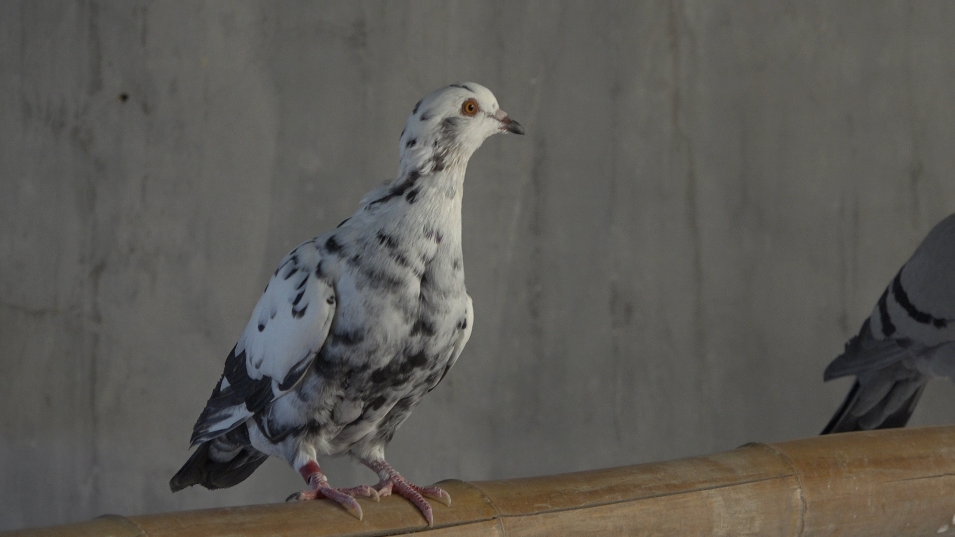 乳鸽怎么喂长得胖,乳鸽拔羽毛的正确方法