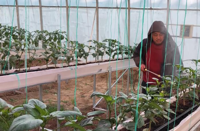 蔬菜叶子黄了要施什么化肥,蔬菜叶子发黄用小苏打加醋可以吗