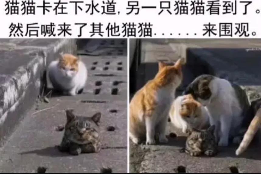 猫咪的天线有什么区别 (猫咪可以自带天线吗)