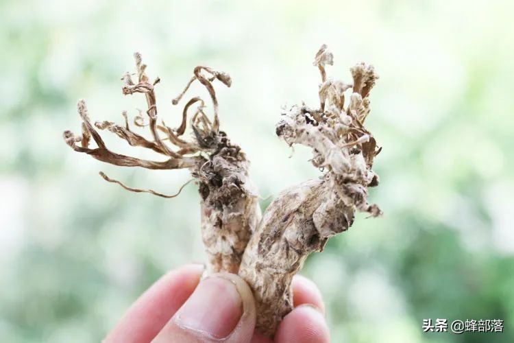 野生冬虫夏草市场,冬虫夏草一斤2000条的价格