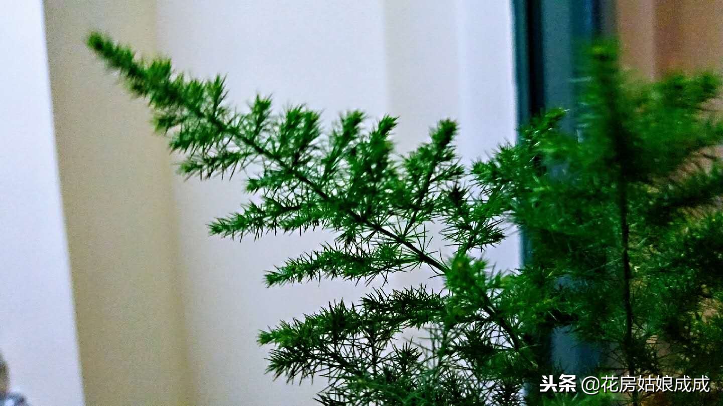 怎么让文竹长得矮趴趴,文竹如何长得矮