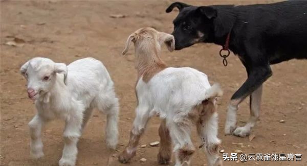 一窝小羊因主人贪吃失去母爱，被两只狗狗养大了，发生转基因了？