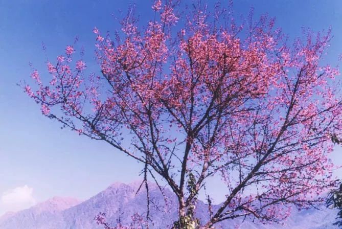 腾冲樱花谷哪里好,腾冲樱花谷的樱花什么时候开