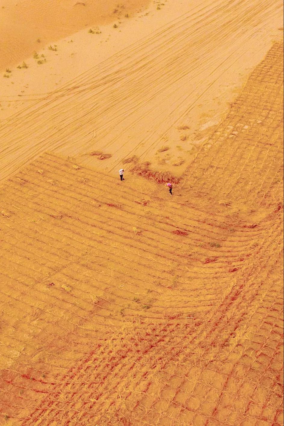 中国植树造林面积,中国植树造林成果国外有什么看法