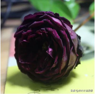 自己买玫瑰花种植,关于种植玫瑰花教程