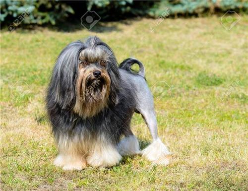 世界十大价值最昂贵的狗狗,全世界最贵的狗狗是什么价位