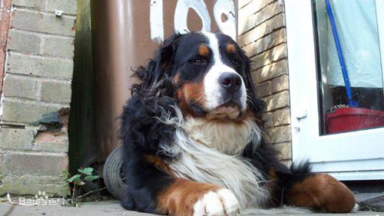 宠物狗大全免费观看,什么狗最好养又听话又聪明大型犬