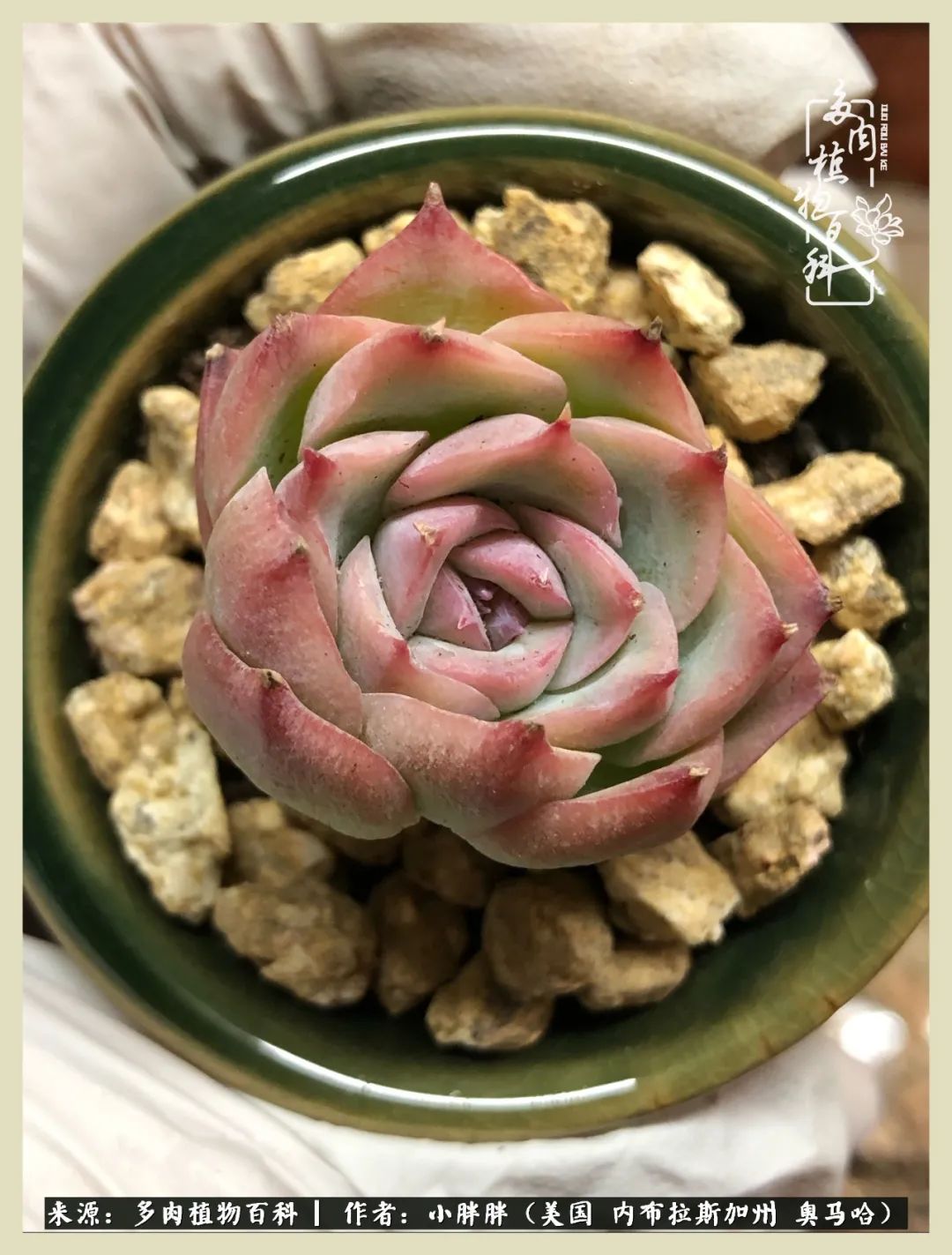 多肉小白入坑攻略,多肉小白2个月成功入坑