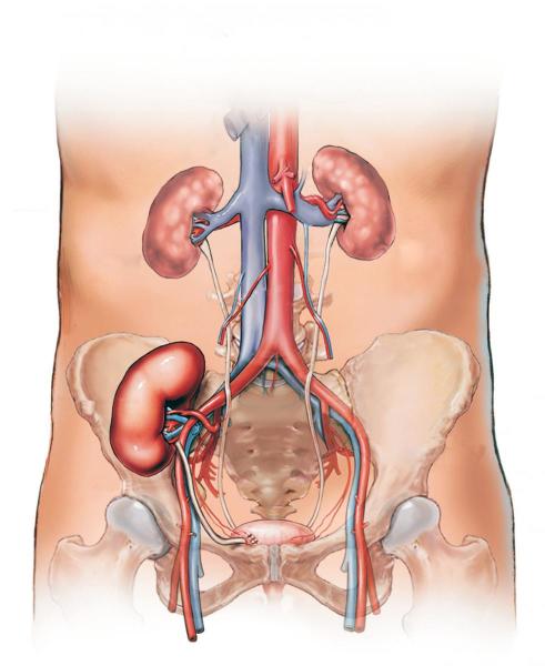 急性药物性间质性肾炎表现,间质性肾炎最好治疗方法