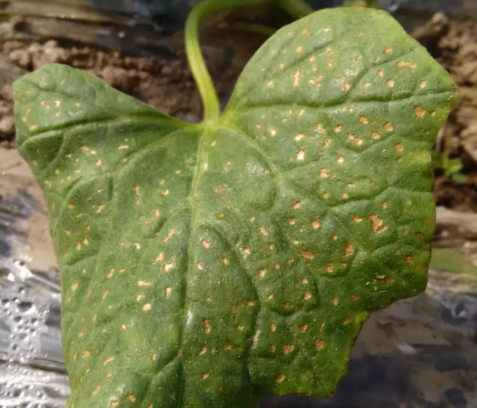 甜瓜细菌性果斑病怎么治疗,甜瓜细菌性叶斑病症状