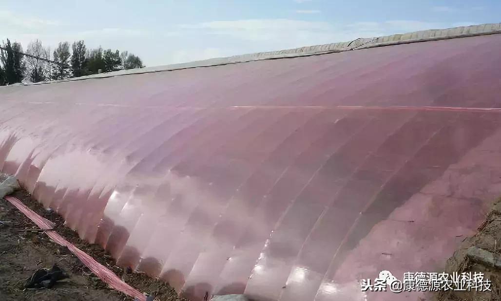 大棚的棚膜烂了怎么办,大棚棚膜滴水解决方法