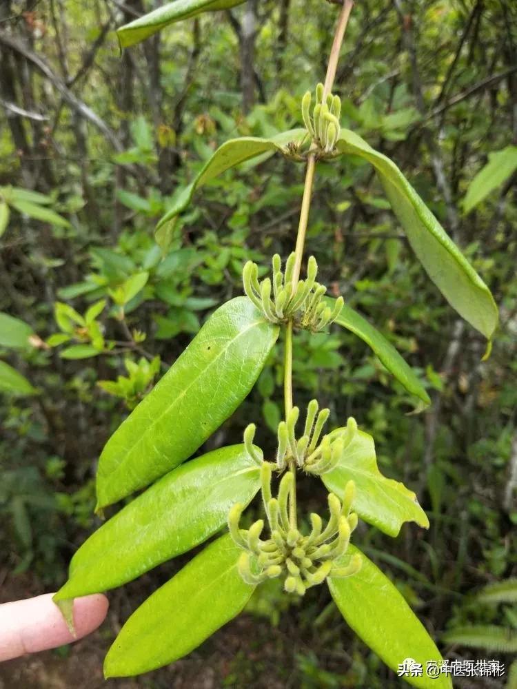 认识身边的中药材,认识中医寻找身边的中药