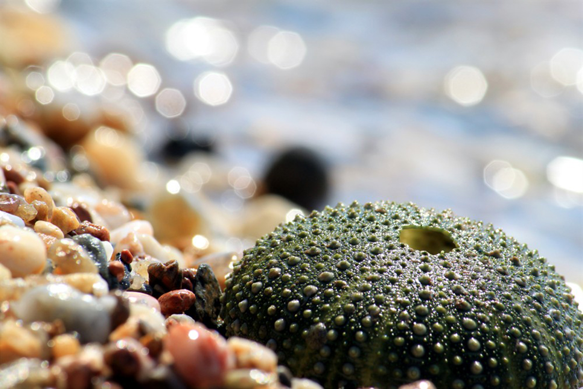 「摄影小白学习篇」3个拍出浅景深的简单技巧