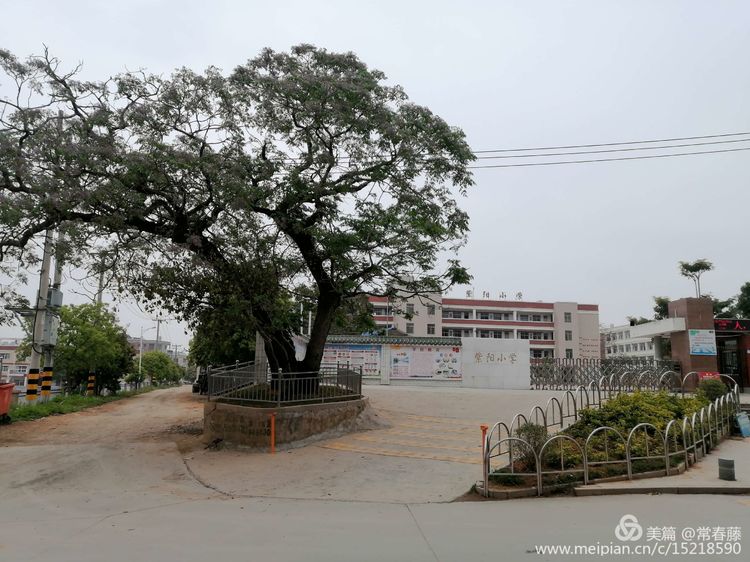 百年苦楝浴火重生