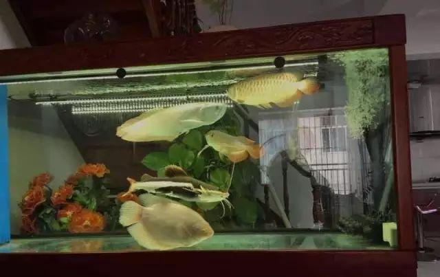 龙鱼一般混养几条好,混养龙鱼的正确方法