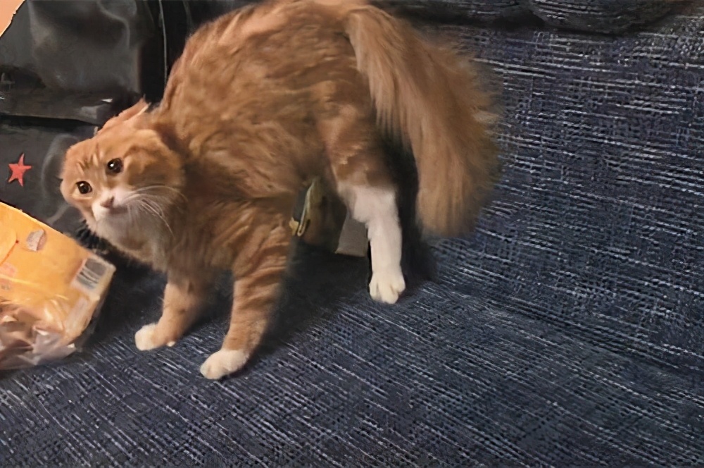 上一秒安静睡觉,下一秒疯狂跑酷,我家猫是不是脑子不正常?