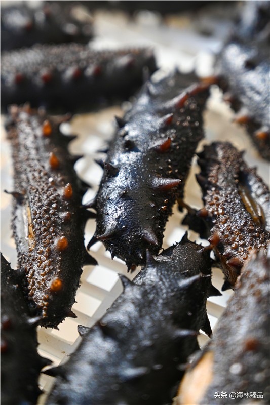 探秘海参的捕捞过程,野生海参采捕视频大全