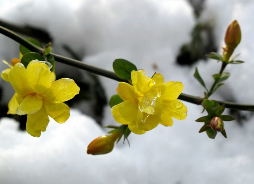 迎春花开的原创诗词,迎春花开诗词大全