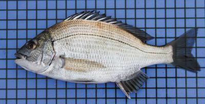 上海长兴岛和横沙岛,上海长兴岛出海口