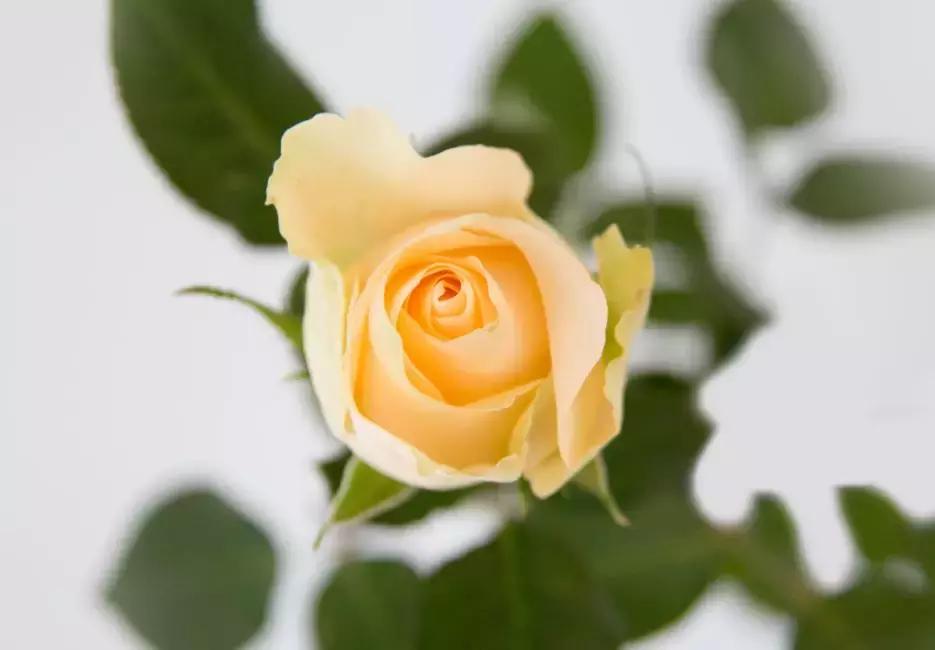 玫瑰忘记浇水干枯了怎么挽救,玫瑰蔫了用雪碧怎么补救