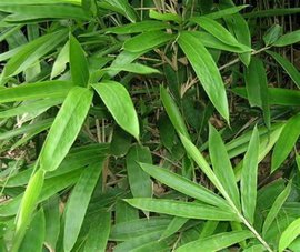 樱花死亡的故事,樱花死亡原因分析