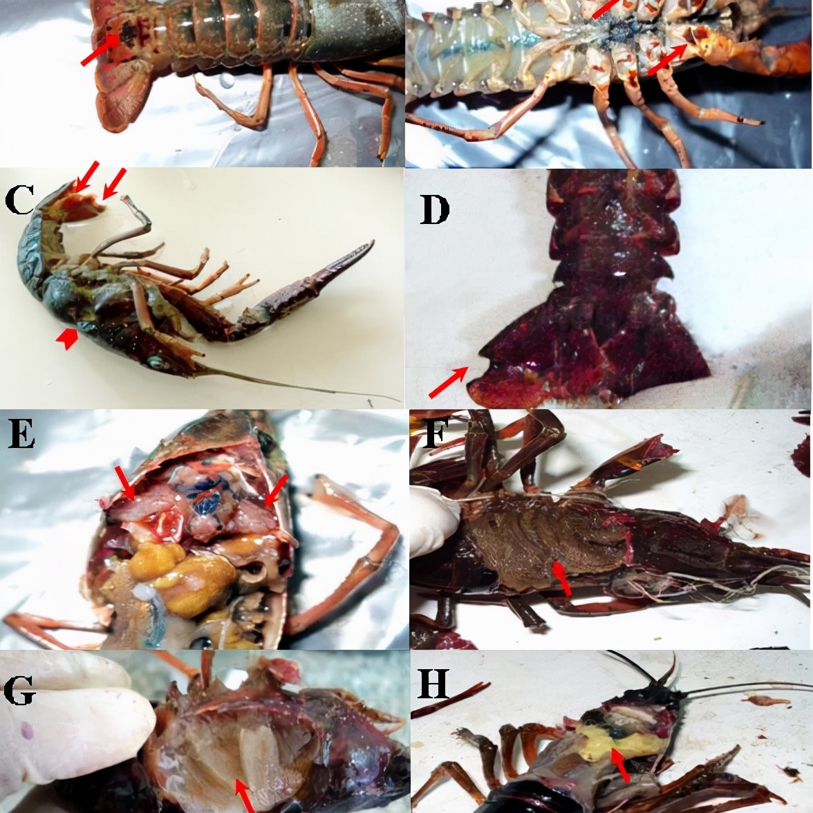 老人洗虾手指遭刺被迫截肢保命,洗虾被扎手多大概率死亡